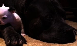 Massive dog preciously protects tiny puppy