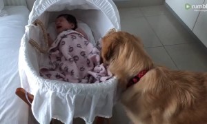 Golden Retriever adorably comforts crying newborn baby