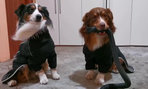 Doggo Blows Wind on Brother