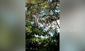 Local baffled as dozens of bats swarm tree in Philippines town