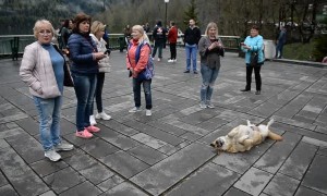 The Dog is the Tourist Attraction