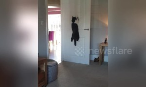 Kangaroo cat jumps to catch the sun