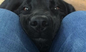 Press Nose for Tail Wags