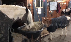 Rescue calf and horse share hay dinner together at New York sanctuary