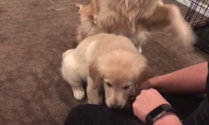 Golden Retriever Teaches Little Sister How to Shake