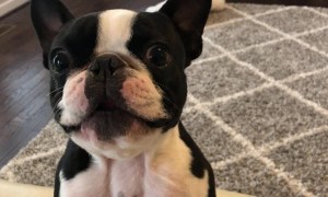 Hawk Has a Hilarious Bark