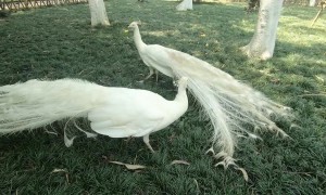 Pair of white peacocks circle each other in elegant dance-fight