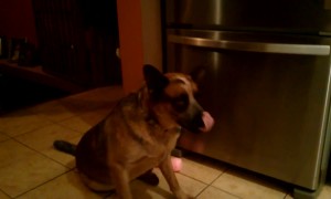 Dog Confused by Piece of Popcorn on his Nose