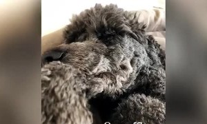 Lazy dog makes special request for Monday morning breakfast