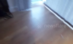 Scaredy-cat is terrified by vacuum cleaner
