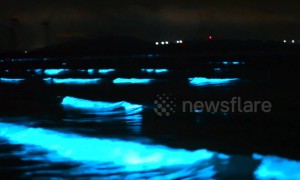 Luminous 'blue tears' phenomenon lights up waters on Chinese beach