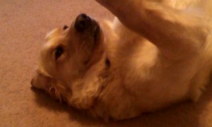 Dog Seems Confused By It's Accomplishment