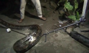 Huge 16ft python caught from under Indonesia house after preying on local livestock