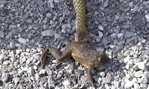 Incredible moment frog hopes away after being regurgitated by snake