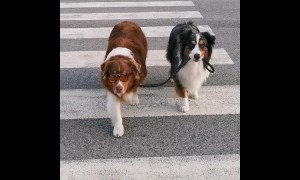 Blind dog has adorable Australian Shepherd as a seeing-eye guide