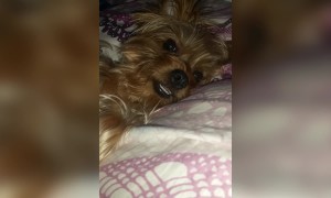 Dog Smiles when Getting Scratches