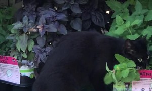Kitty Goes Straight to the Source for Catnip Fix