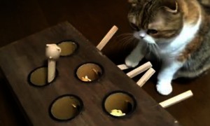 Cat is an expert at this whack-a-mole game