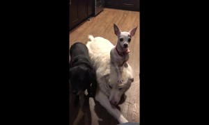 US Chihuahua stands on golden retrievers head like a hat