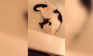 Kitty has a Party in a Bathtub