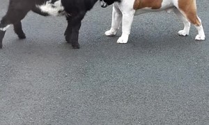 Bulldog and Pygmy Goat Make Best Buddies