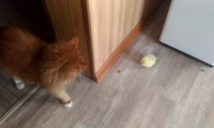 Baby Chick and Kitty at Play
