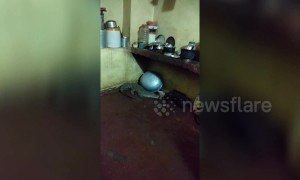 Crocodile crawls into house kitchen in northwestern India