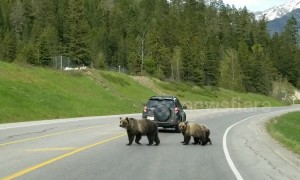 Grizzly bear mother leads cubs safely across Canadian highway