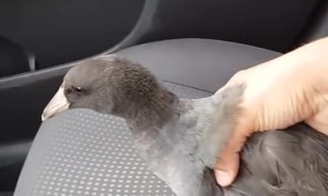 Man Gets Unpleasant Surprise from Bird