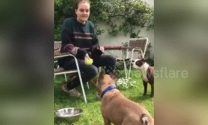 Human and dog play catch together in UK garden