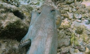 Octopus Exhibits Crazy Color Change