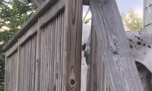 Dog Thinks It's a Hummingbird