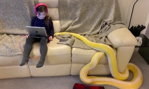Little Girl and Python Lounge on Couch
