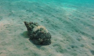 Octopus Masterfully Camouflages Itself as a Rock