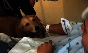 Golden Retrievers's react to seeing owner after open heart surgery