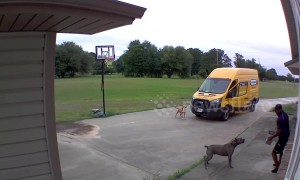 US dogs chase Texas FedEx driver back into his van