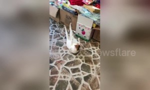 Cat does sit-ups to get body ready for summer in China