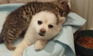 Abandoned kitten absolutely loves playing with patient Pomeranian