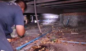 Epic chase to catch two monitor lizards hiding under coffee shop in Thailand