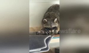 Canadian man discovers raccoon gave birth in his garage overnight