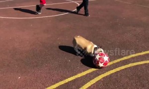'Lionel Messi of Dogs' runs rings around a group of young football players in Ireland