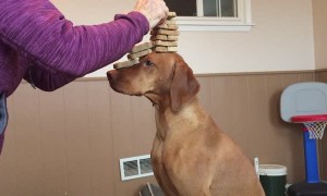 Stacking Tower of Biscuits on Dog's Head