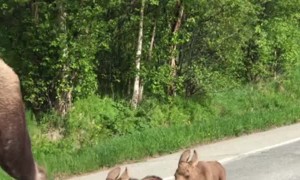 Mama Moose and Twins Make Their Way Down Road