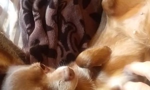 Pooch Needs More Attention