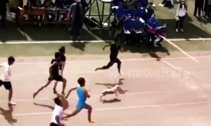 Stray dog nearly wins 100m race after joining in accidentally