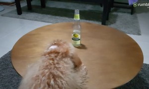 Dog goes round and round table trying to get paws on bottle