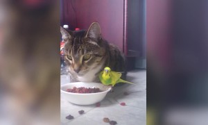 Bird and Cat Share Lunch