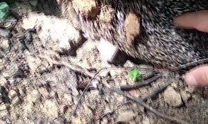 Hedgehog Rescued from the Mud and the Muck