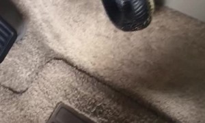 Slithering Passenger Found in Dash