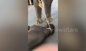 Heartbreaking moment a baby elephant collapses 'with exhaustion' while chained to mother giving rides to tourists